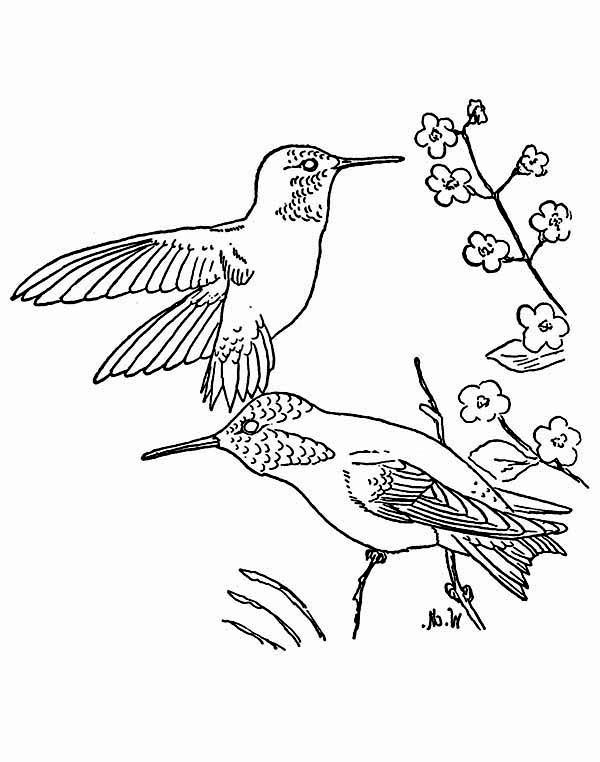 600x762 Two Ruby Throated Coloring
