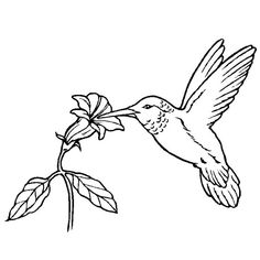 236x236 Birds, Ruby Throated Hummingbird Bird Coloring Page Birds
