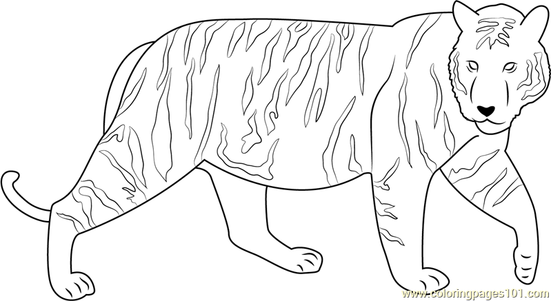 799x437 Runway Tiger Coloring Page