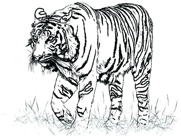 600x451 Free Tiger Coloring Pages Tiger Coloring Pages Plus Tiger Coloring