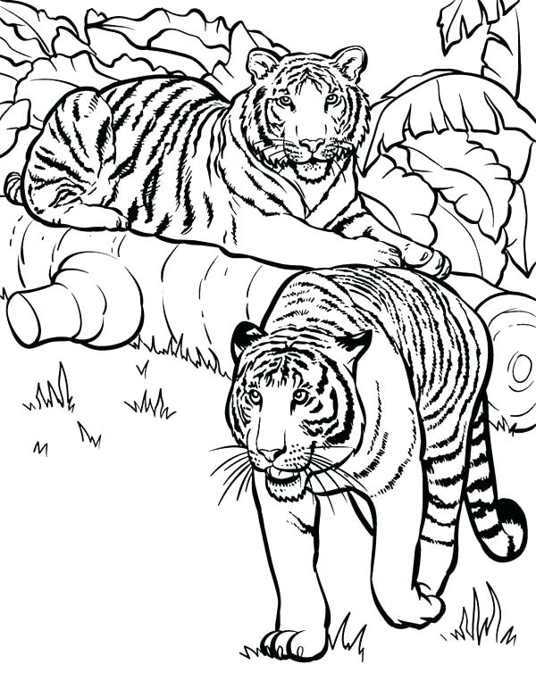 600x763 Tiger Pictures To Color Saber Tooth Tiger Coloring Pages Tiger