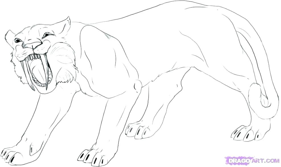 987x588 Coloring Page Tiger Saber Tooth Tiger Coloring Pages Tiger