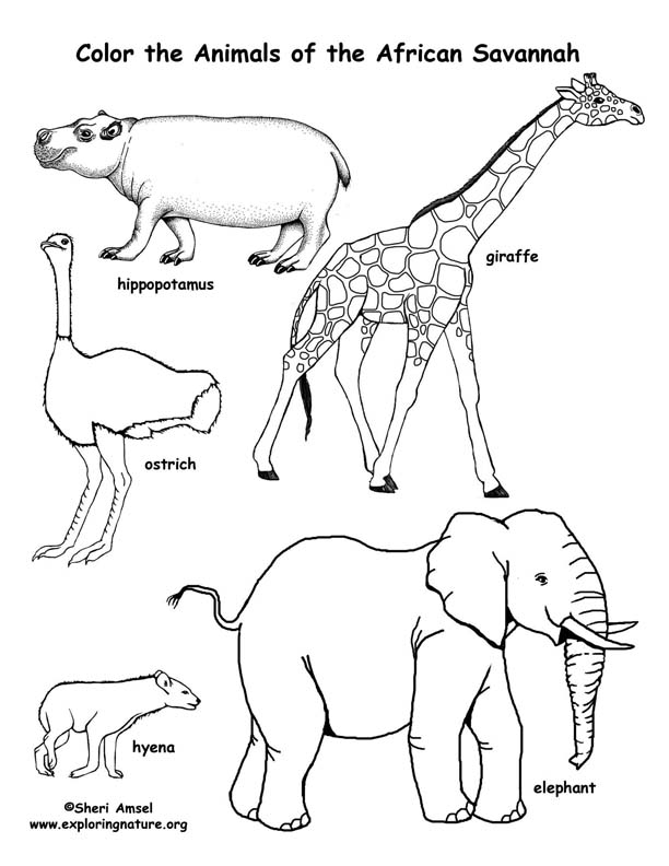 Safari Animals Coloring Pages