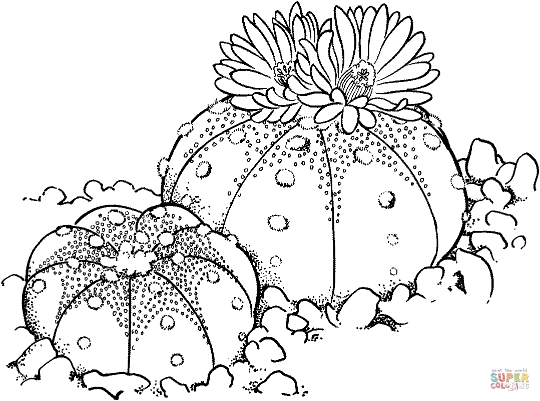 1079x802 Cactus Coloring Page New Cactus Coloring Pages Coloring Page
