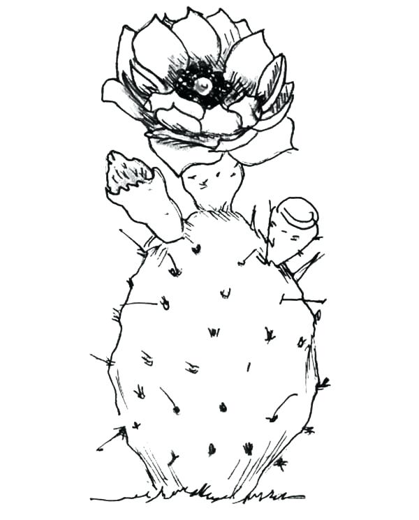 600x745 Cactus Coloring Page Pear Coloring Page Cactus Coloring Saguaro