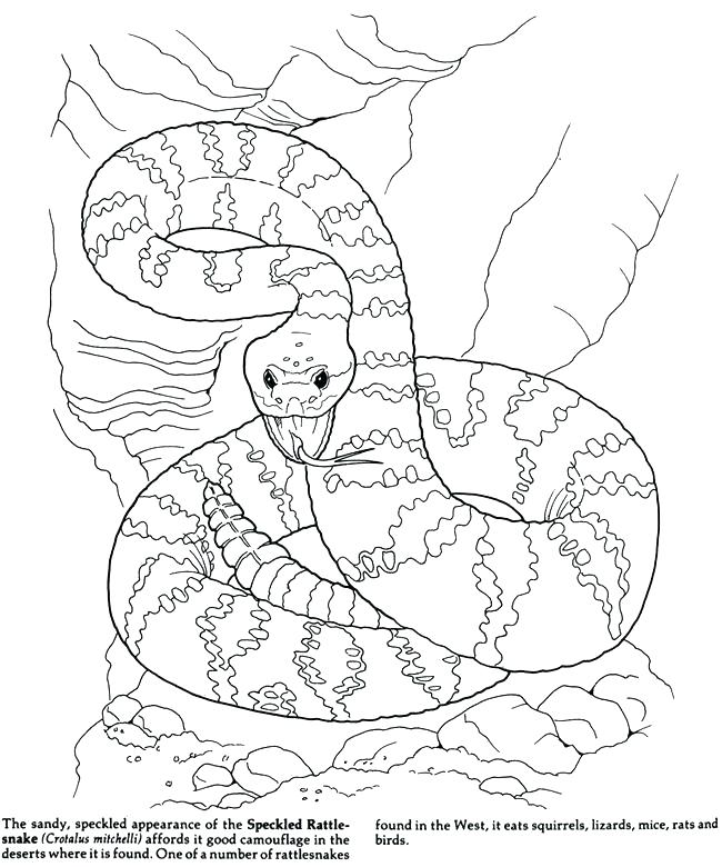 650x780 Desert Coloring Pages Wolf Ng Design Coyotes Howling In Page Free