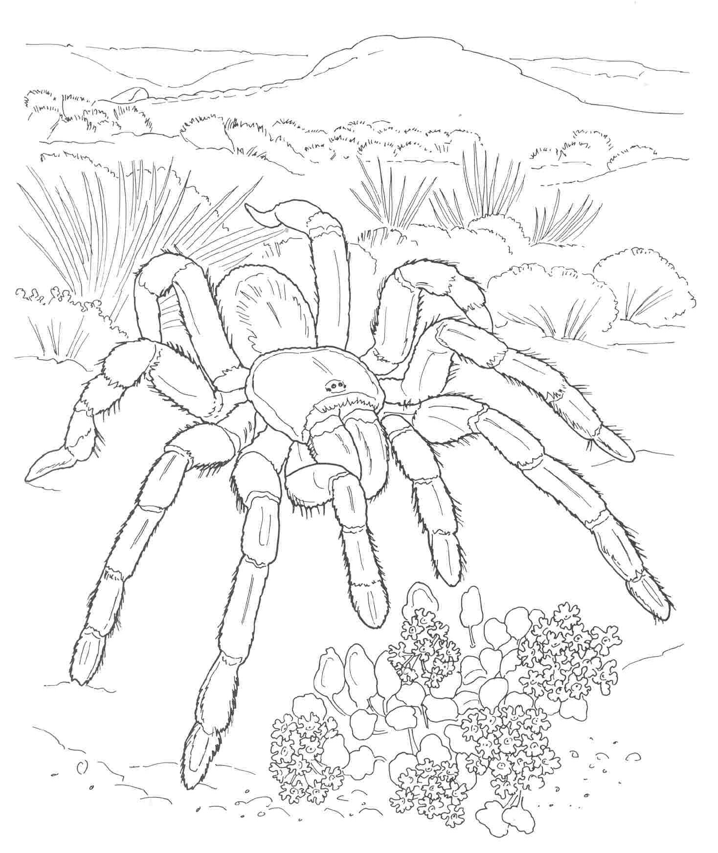 1468x1745 Desert Food Coloring Pages Animals Tarantula