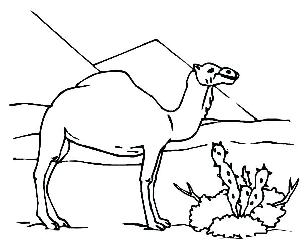 600x476 Good Desert Coloring Pages Or Camel And Cactus Coloring Page 85