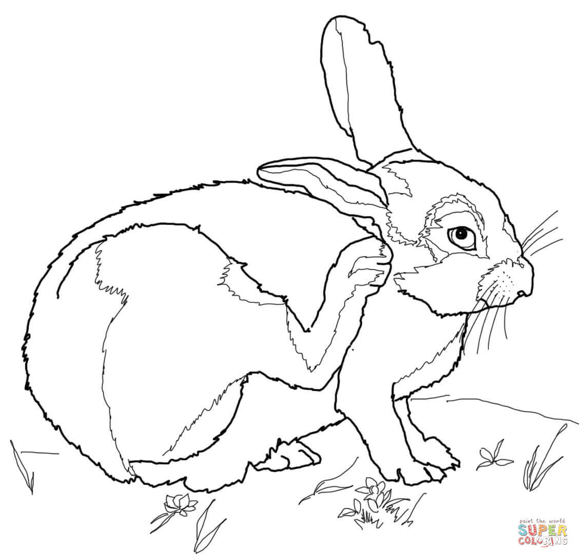 1128x1088 Sahara Desert Coloring Pages Best Of Desert Animals Coloring Pages