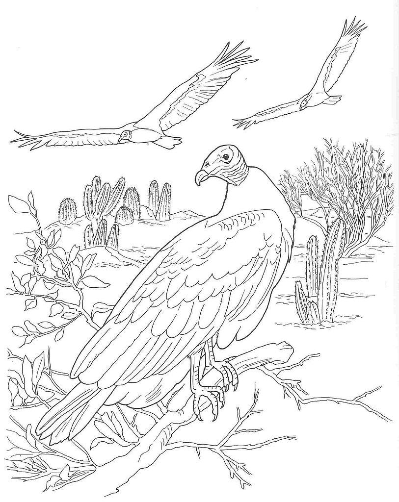 813x1024 Desert Animals Coloring Pages Printable