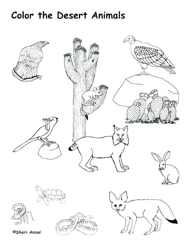 612x792 Desert Coloring Pages Animal Habitat Coloring Pages Desert