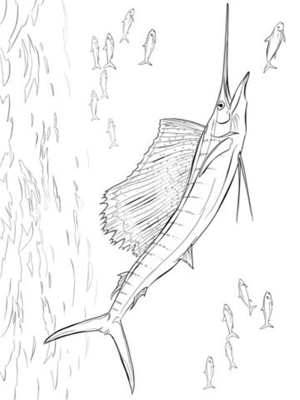 594x792 Kids N 9 Coloring Pages Of Swordfish