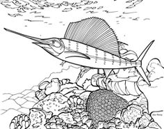 236x185 The Marine Biology Coloring Book, Second Edition Thomas M. Niesen