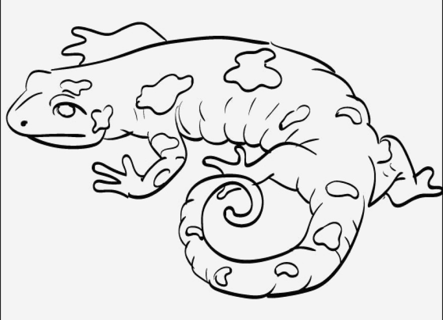 Salamander Coloring Page