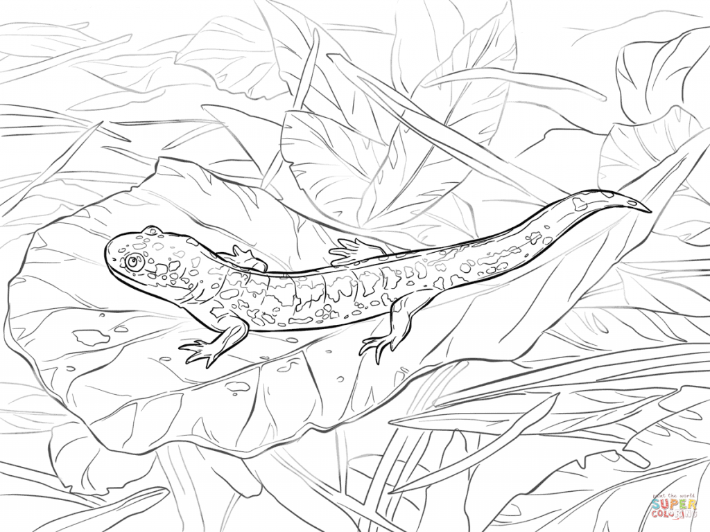 1024x768 Eastern Tiger Salamander Coloring Sheet