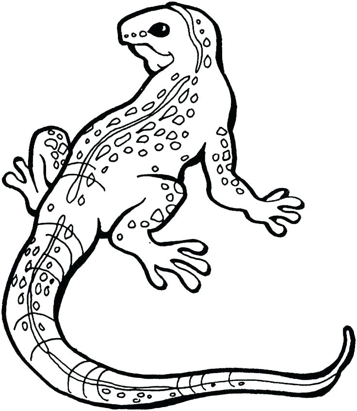 736x846 Lizard Coloring Page For Kids Giant Salamander Lizard Coloring