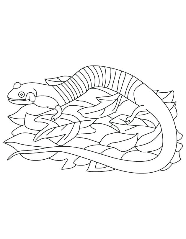 630x810 Amphibian Coloring Pages State Amphibian Red Hills Salamander