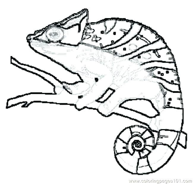 650x620 Lizard Coloring Pages Lizard Coloring Page Giant Salamander Lizard
