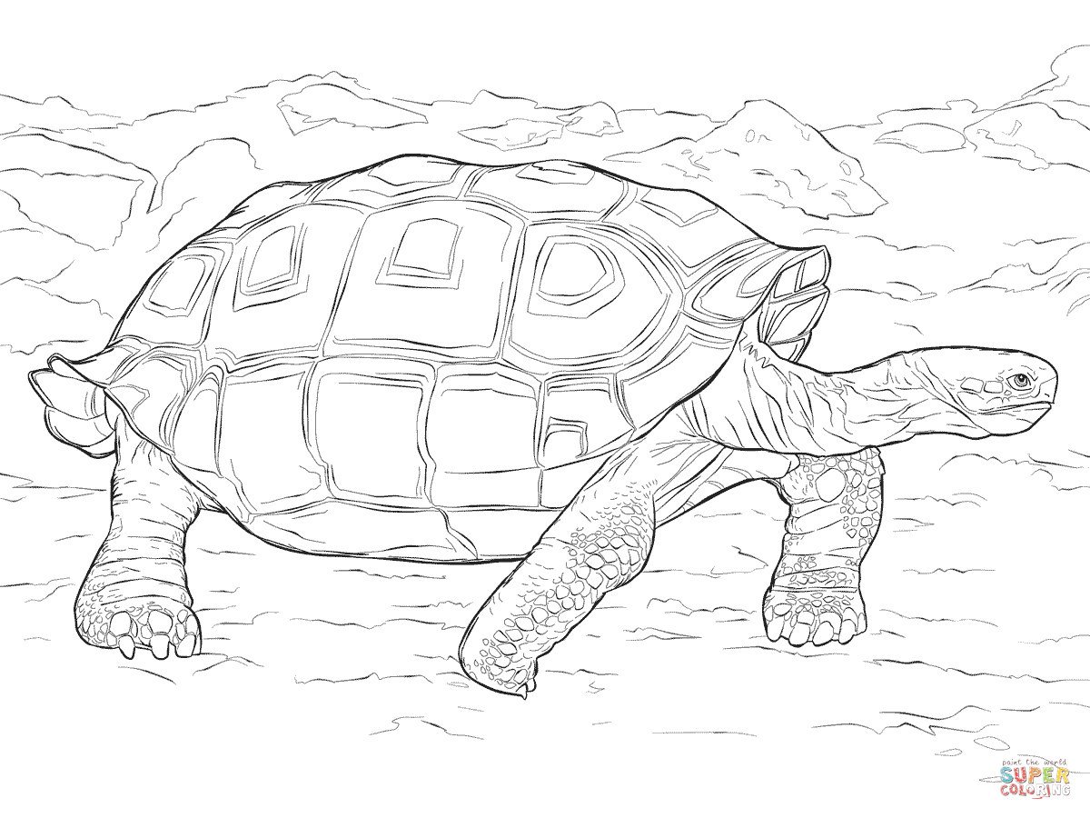 1200x900 Realistic Galapagos Tortoise Coloring Page Free Printable