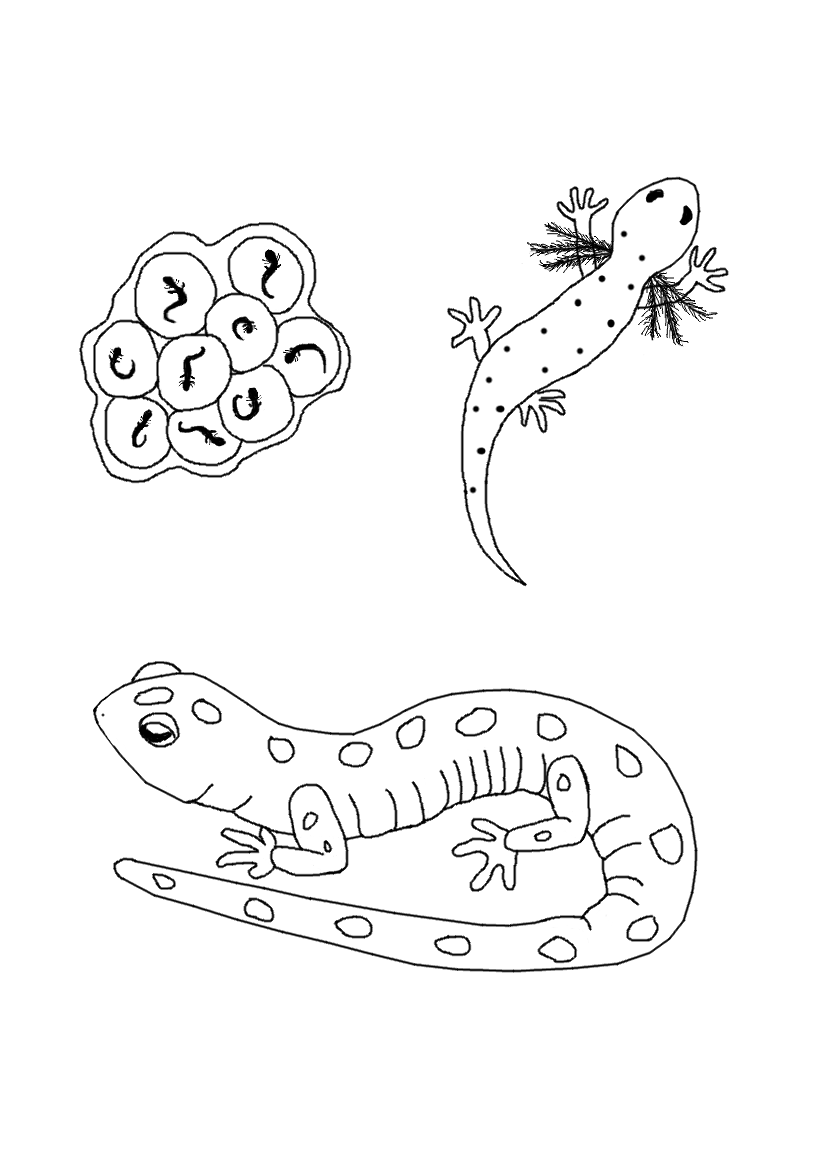 825x1150 Salamander