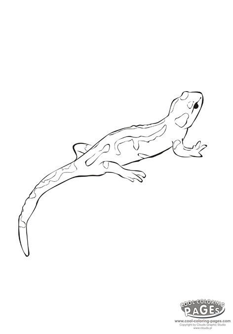 472x678 Salamander
