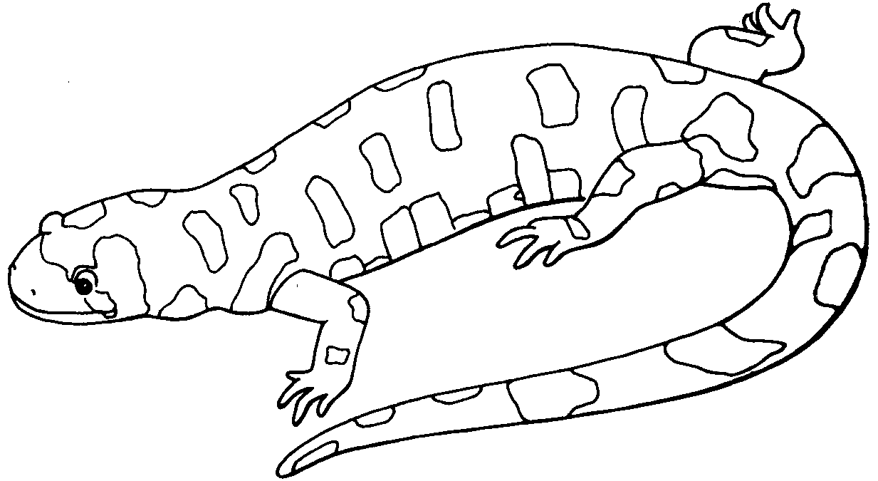 1233x675 Salamander