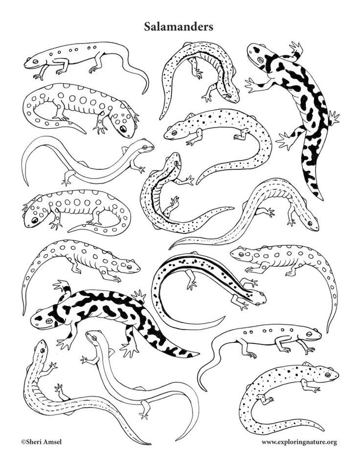 736x952 Salamander Room Coloring Page