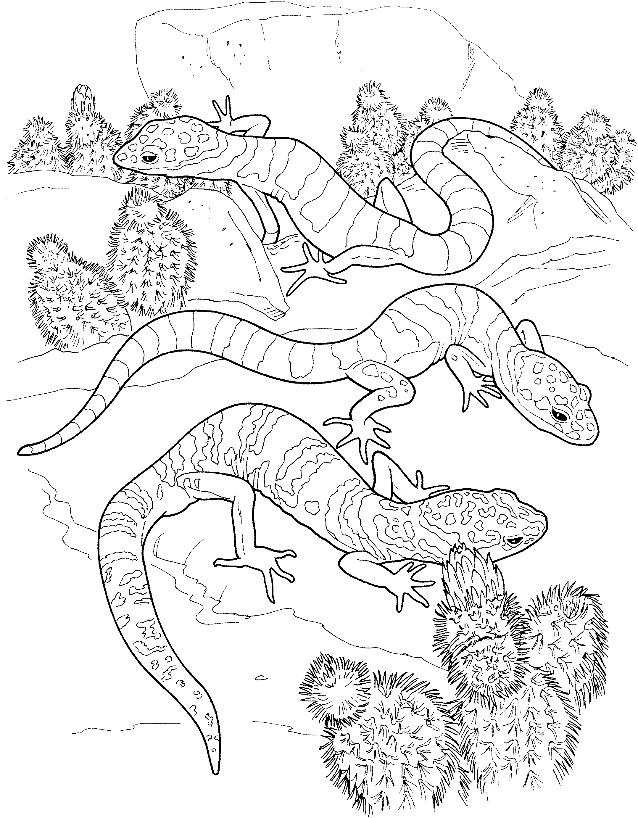 2156x2764 Awesome Salamander Coloring Page Gallery Printable Coloring Sheet