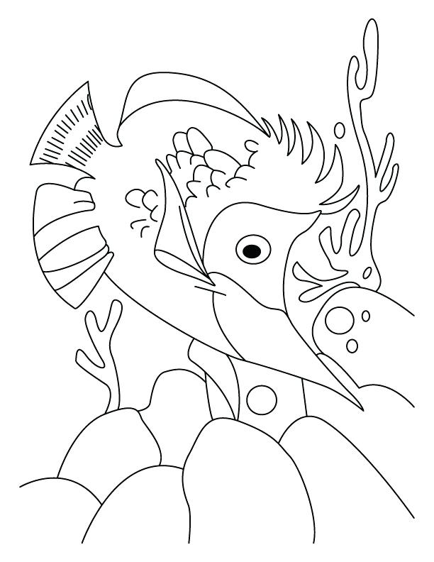 612x792 Salmon Coloring Page Salmon Coloring Page Salmon Coloring Pages