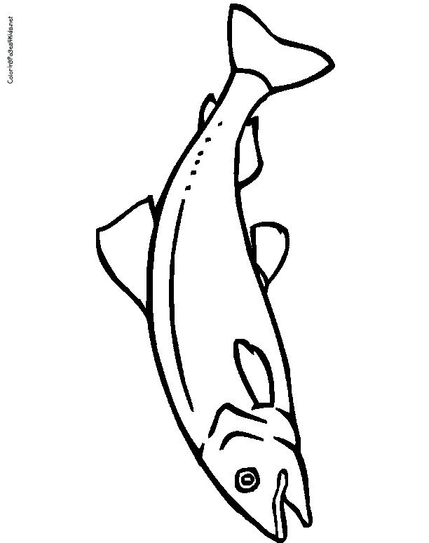 612x774 Salmon Coloring Pages Crafts Salmon