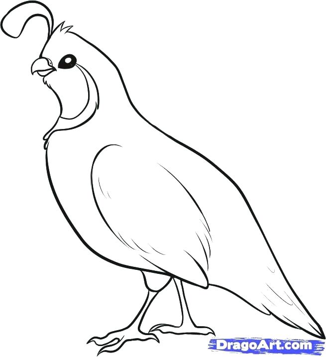 655x717 Salmon Coloring Pages Salmon Coloring Pages Salmon Coloring Page