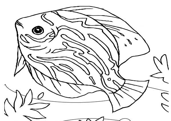 600x426 Beautiful Saltwater Fish Sea Animals Coloring Page