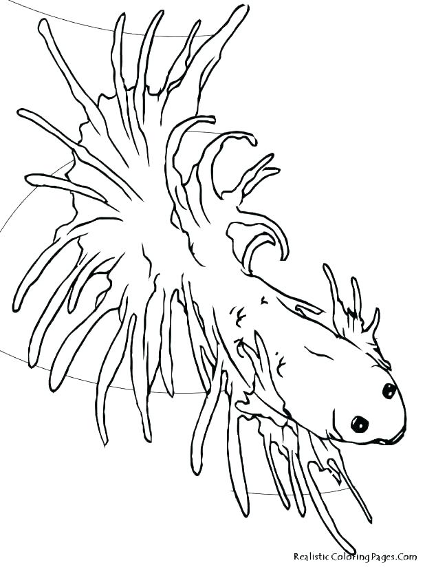 618x824 Realistic Saltwater Fish Coloring Pages Free Fish Coloring Pages