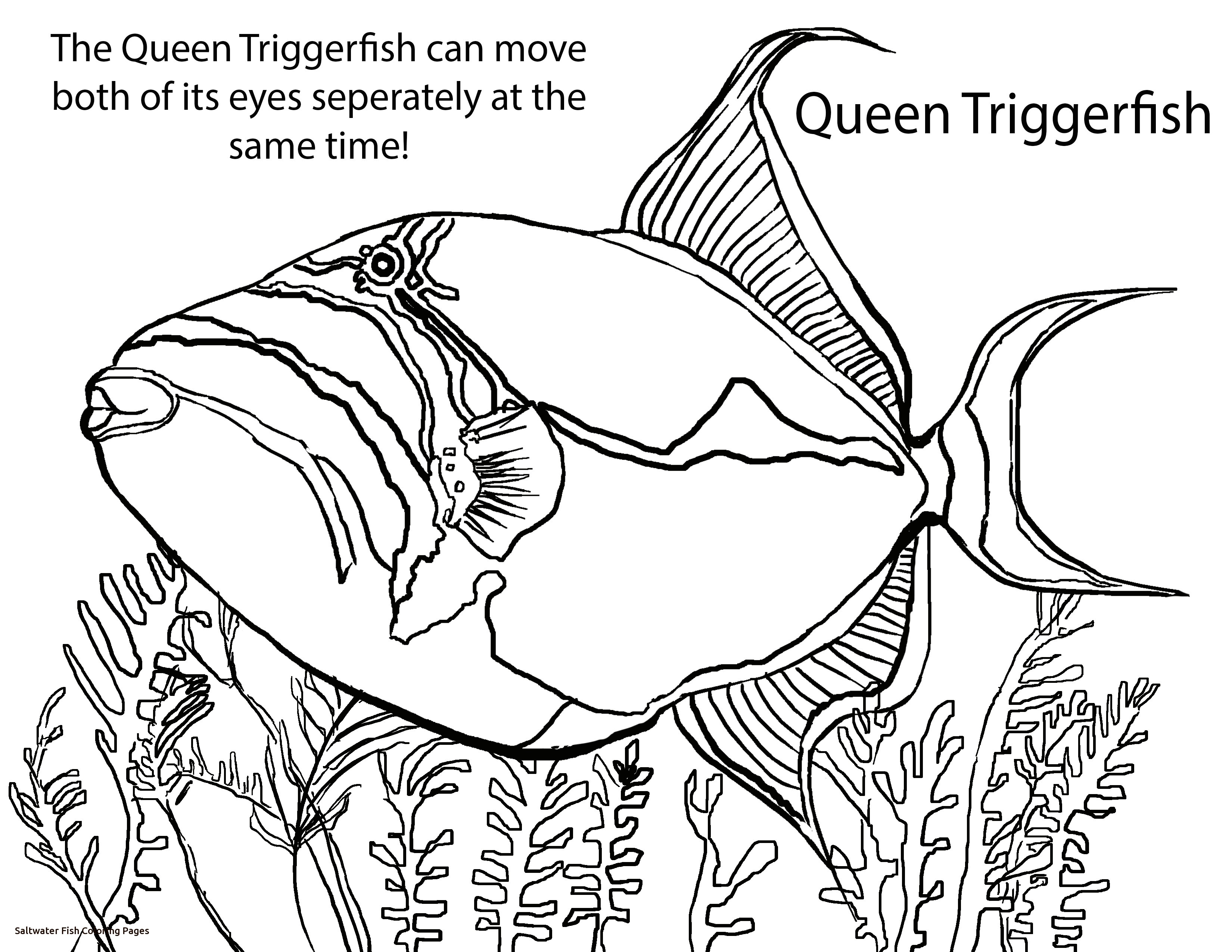 3300x2550 Saltwater Fish Coloring Pages Glum