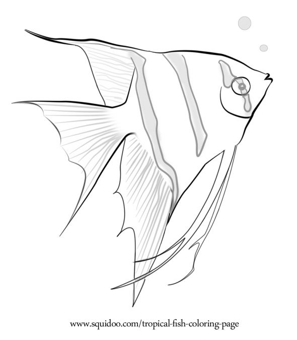 590x674 Saltwater Fish Coloring Pages