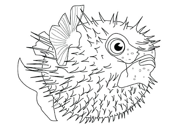 600x450 Saltwater Fish Coloring Pages