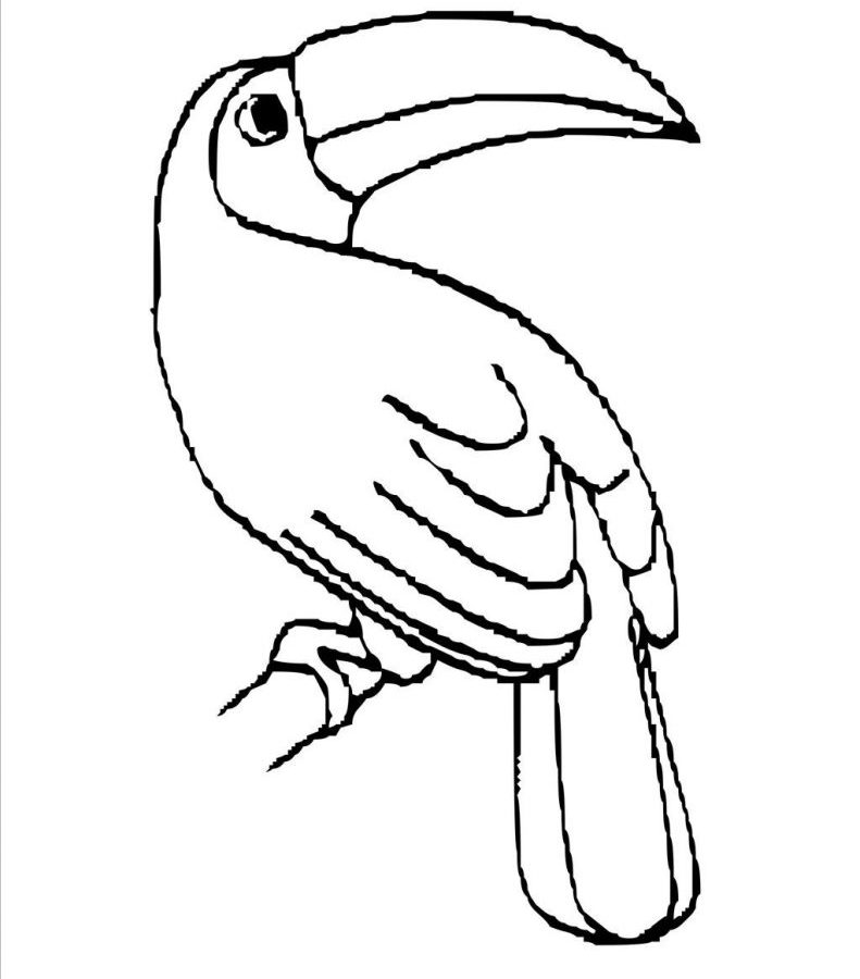 791x900 Literarywondrous Toucaning Pages For Kids Spectacular Black