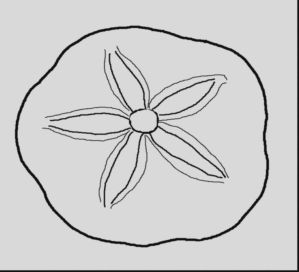 Sand Dollar Coloring Page