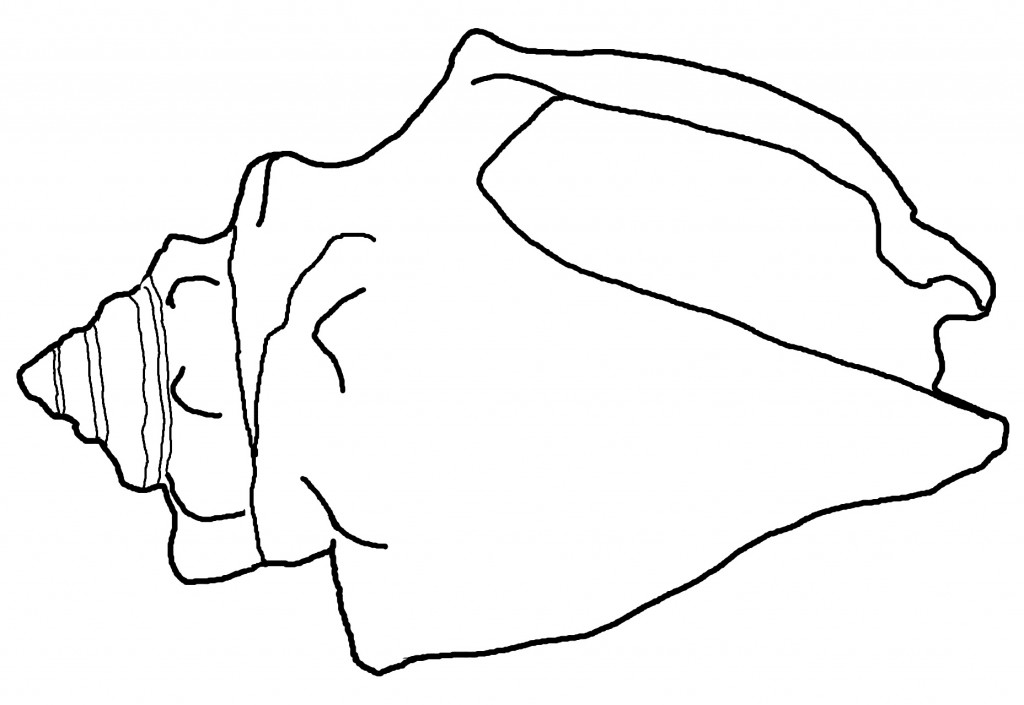 1024x705 Best Photos Of Seashell Coloring Pages