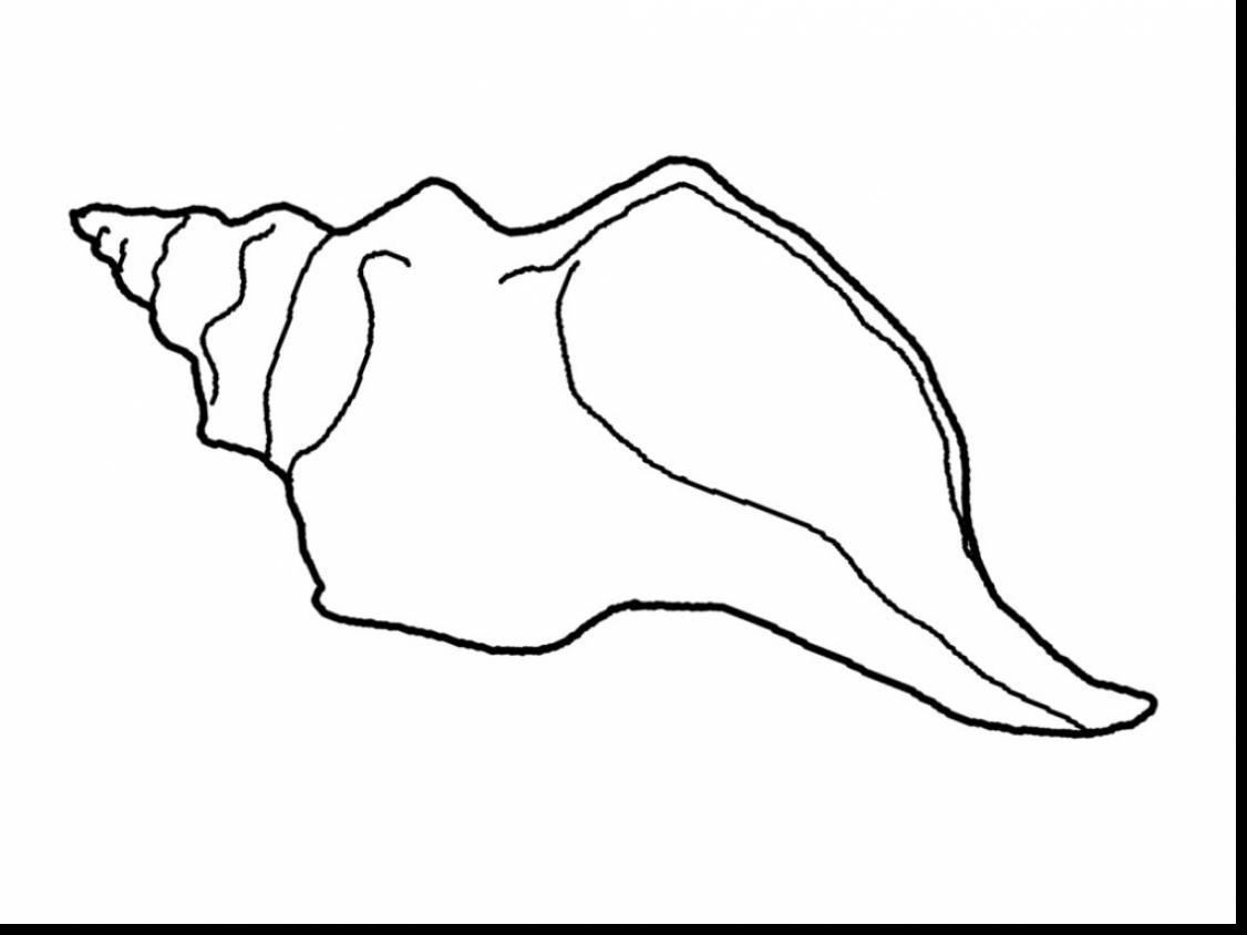 1126x844 Coloring Pages Shells And Sand Dollars Dollar Custom Sumnmer Fair