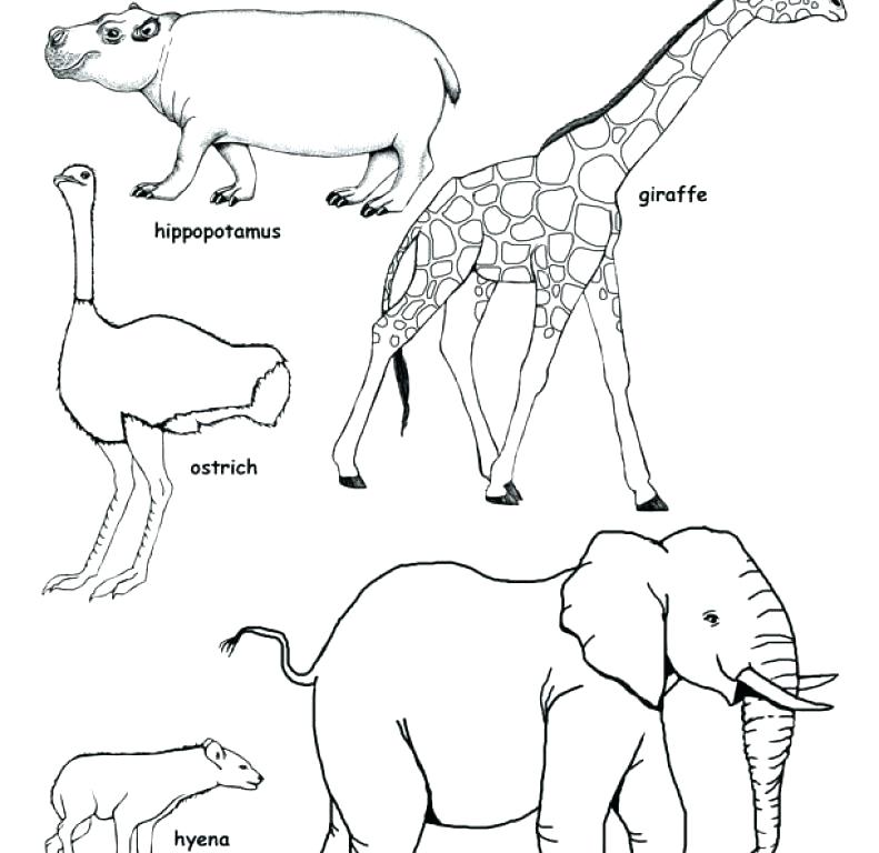 791x768 African Savanna Coloring Pages Grassland Coloring Pages Grassland