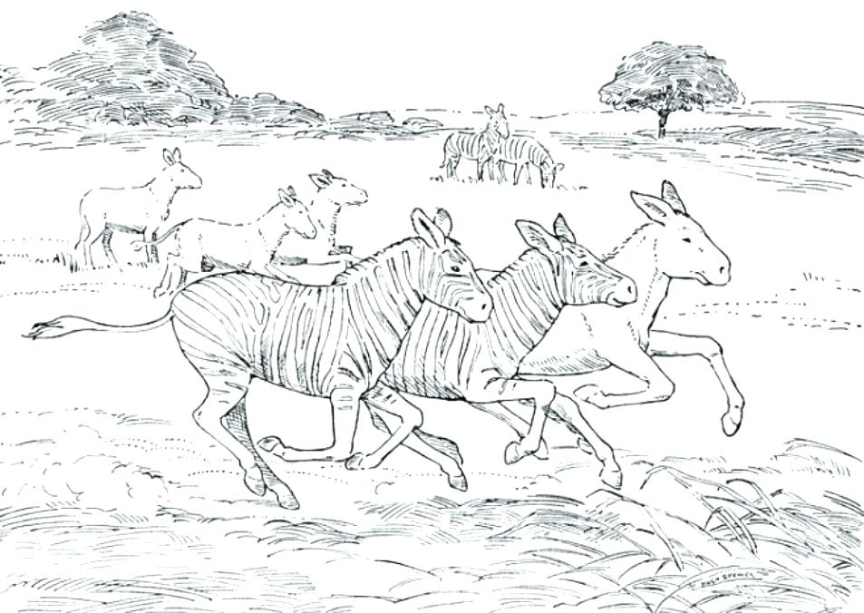 953x676 African Animal Coloring Pages Animals Coloring Pages Animal