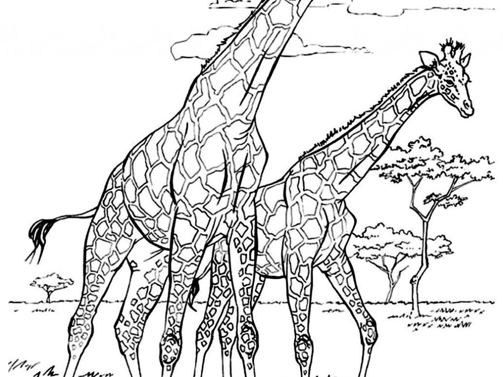 1024x768 African Colorings Print Savanna Animals Coloring Pages For Kids
