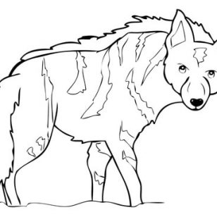 308x308 Inspiration Of Hyenas Coloring Pages