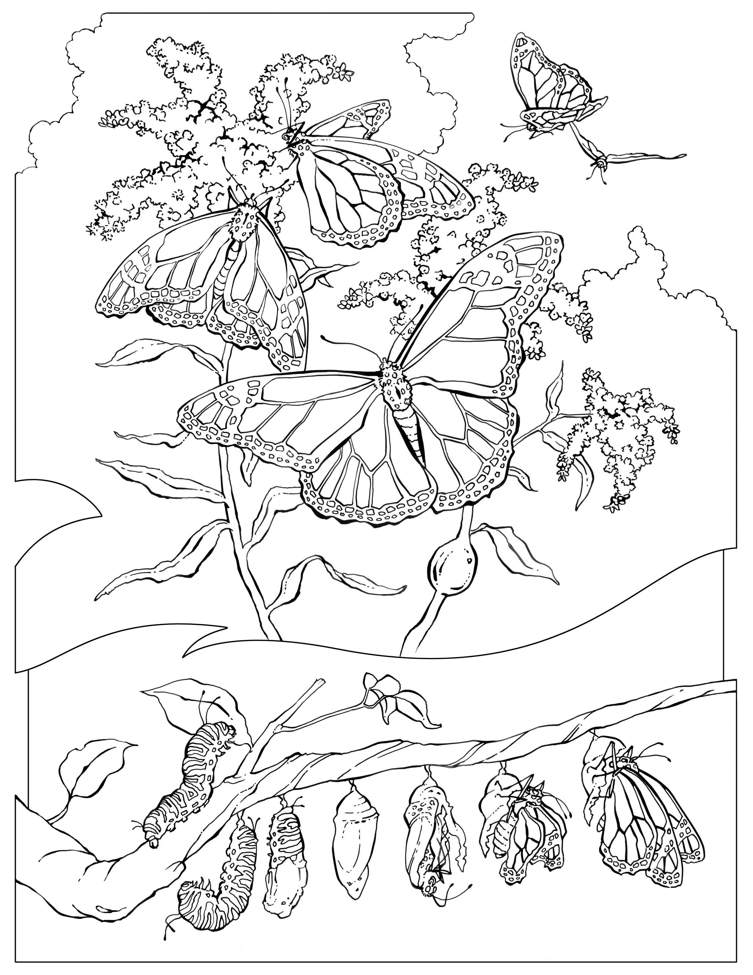 2550x3300 Awesome Bulls Coloring Pages Design Printable Coloring Sheet