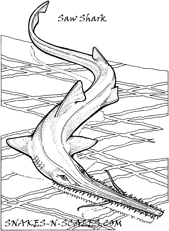 541x738 Saw Shark Coloring Page
