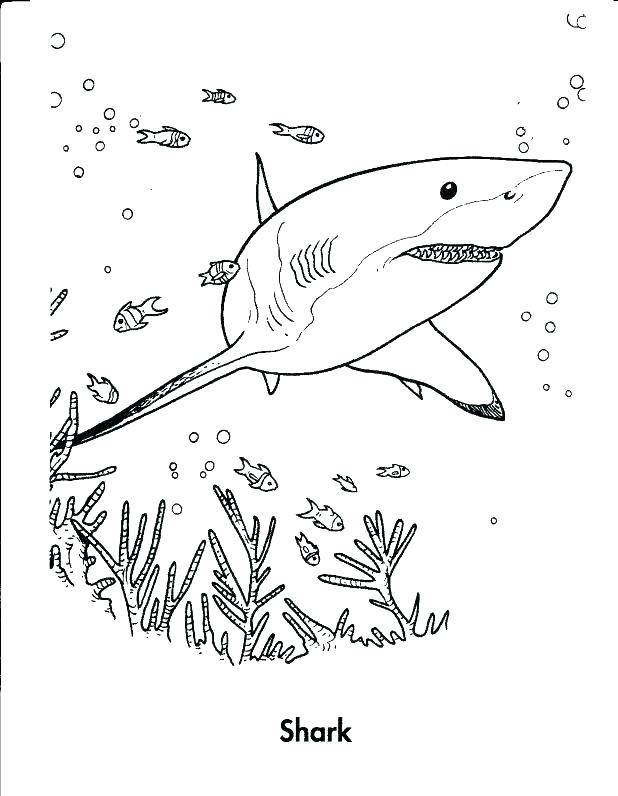 618x796 Tiger Shark Coloring Page Great White Shark Coloring Page Cute