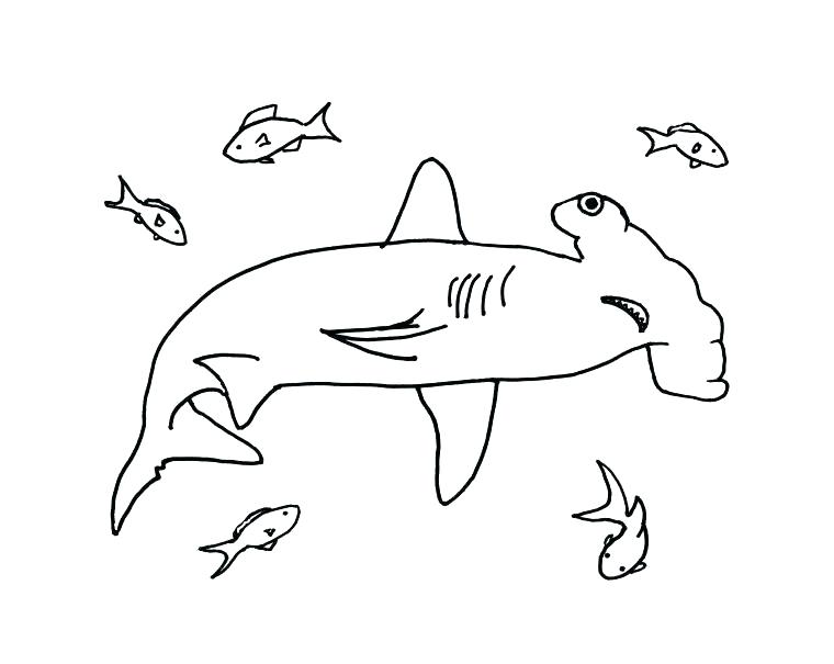 760x605 Tiger Shark Coloring Page Shark Coloring Hammerhead Shark Coloring