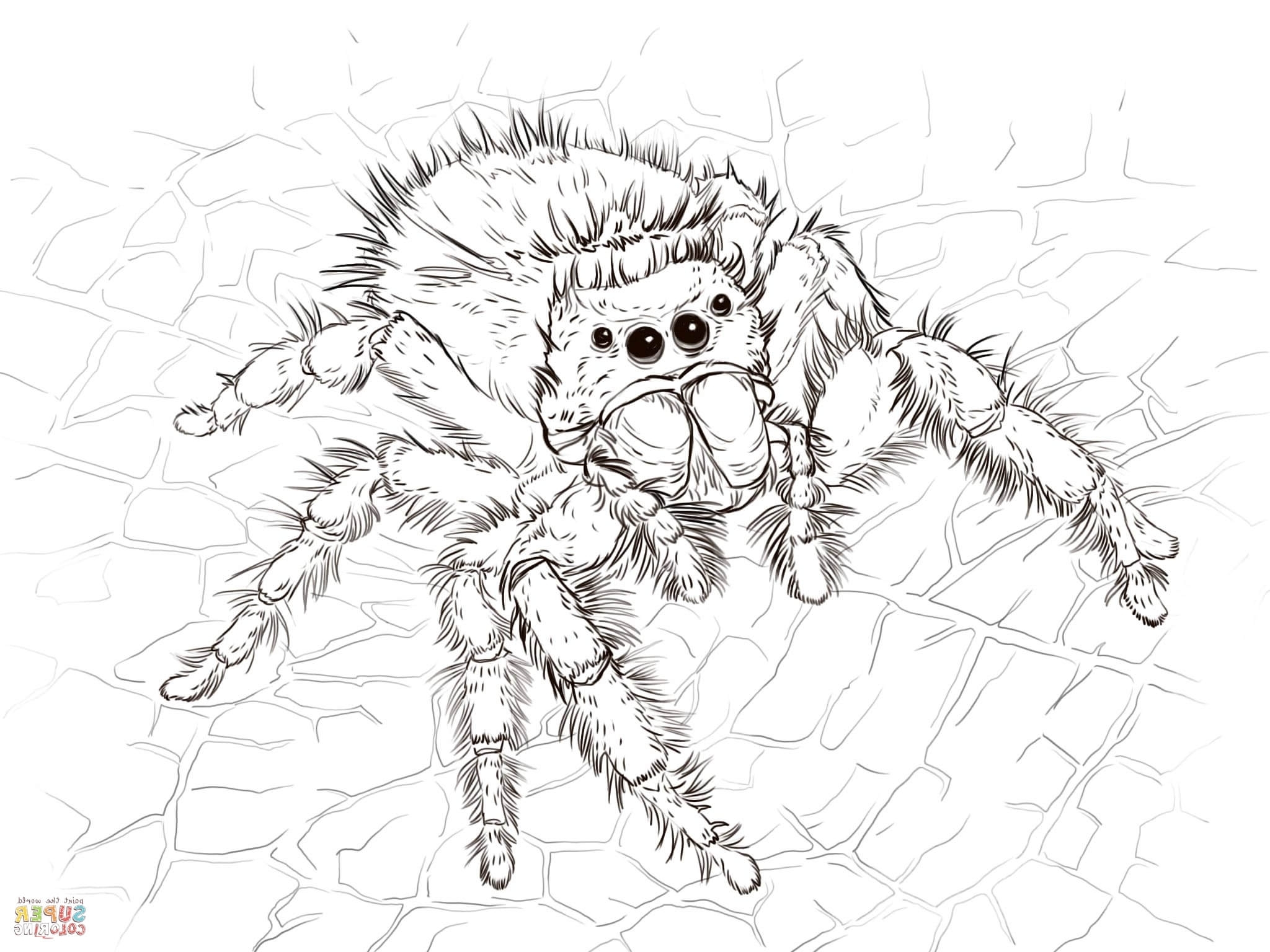 2048x1536 Wolf Spider Coloring Pages Realistic Spider Coloring Pages Scary