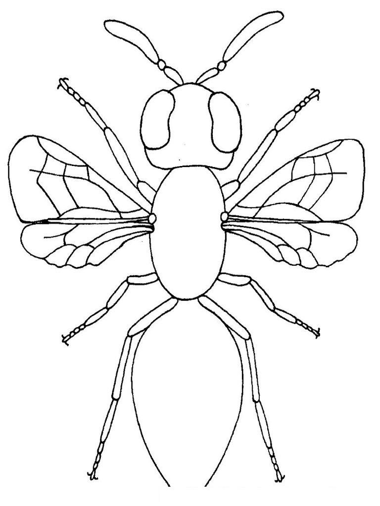 768x1024 Expert Printable Insect Pictures Bug Scavenger